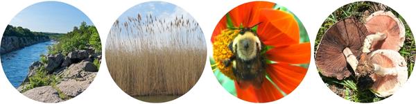 Summer 2022 NHFS Courses